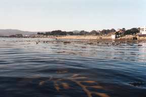 beach and kelp