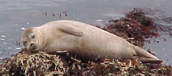 Seal