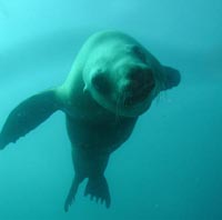 Sea Lion